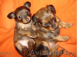 Продаются 2 щенка  длинношерстого тоя - Изображение #1, Объявление #3240