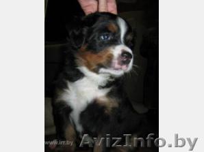 Продаются щенки бернского зенненхунда - Изображение #1, Объявление #3241