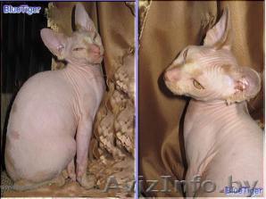 Продаётся  мальчик канадского сфинкса - Изображение #1, Объявление #3185