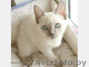 Продаём  котенка-девочку очень редкой породы "манчкин" (нестандарт). - Изображение #1, Объявление #3186
