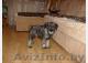 Продам  щенков миттельшнауцера - Изображение #1, Объявление #3239