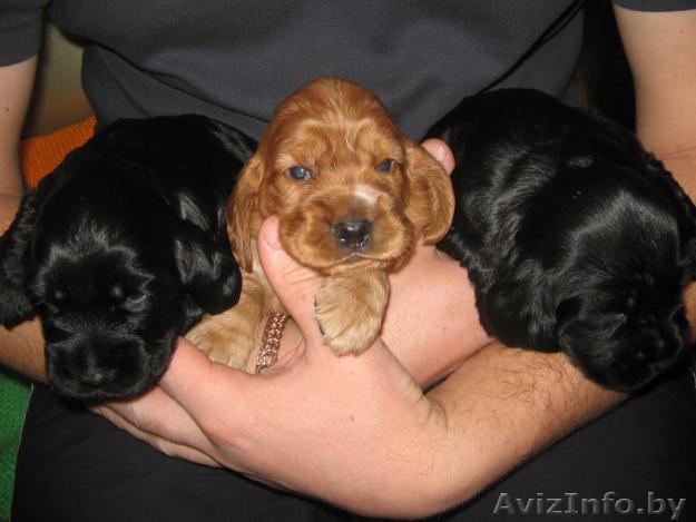 Продаю щенков английского кокер-спаниеля. - Изображение #1, Объявление #7168