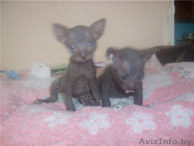 Донского сфинкса котята - Изображение #1, Объявление #21514