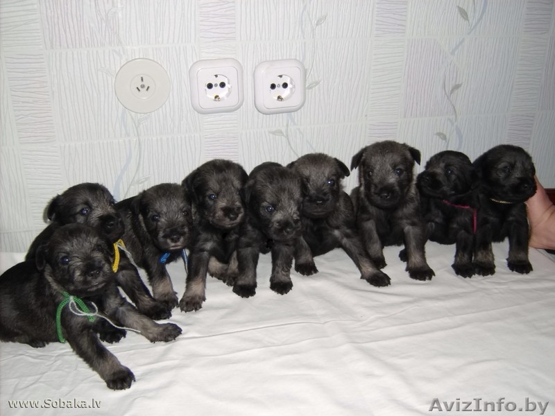 щенки миттельшнауцера - Изображение #1, Объявление #34653