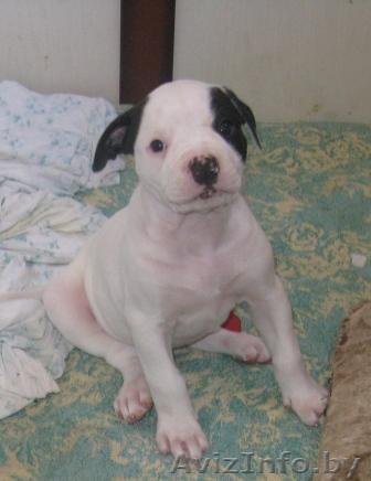 Щенки бульдога американского ждут хозяина - Изображение #1, Объявление #43550