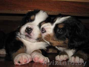 Бернский зенненхунд - Изображение #1, Объявление #66261