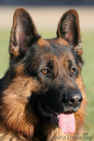 Дрессировка собак любых пород с выездом на дом по Белоруссии  - Изображение #1, Объявление #71782