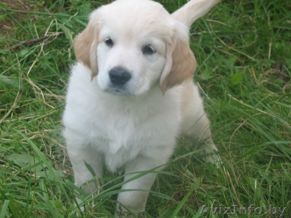 золотистый (голден) ретривер - Изображение #1, Объявление #65049