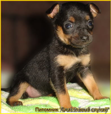 Щенок  той-терьера (русского тоя) - Изображение #1, Объявление #92939