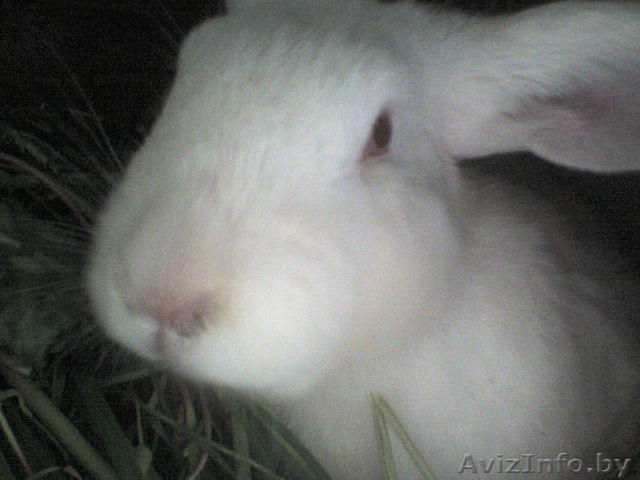 Продаю кроликов живым весом - Изображение #1, Объявление #95489