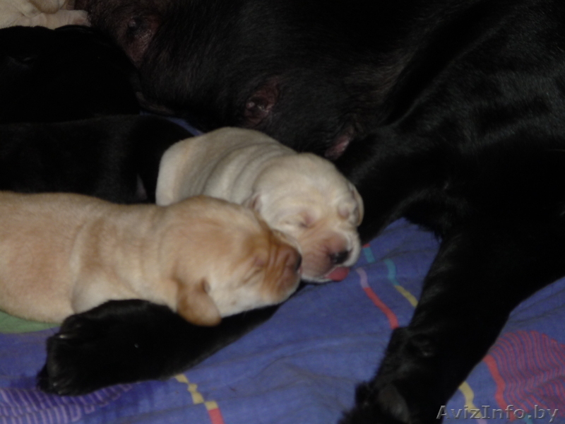 Щенки лабрадора палевые и черные от родителей чемпионов - Изображение #1, Объявление #122807