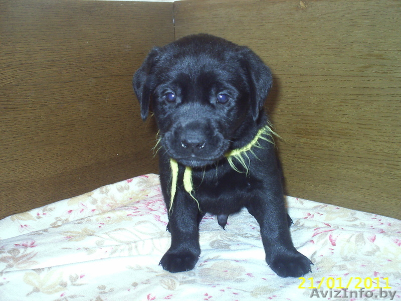 щенки лабрадора ретривера мечтают о хозяевах - Изображение #1, Объявление #153376