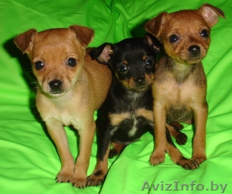 Щенки русского тоя (той-терьера)  - Изображение #1, Объявление #159897