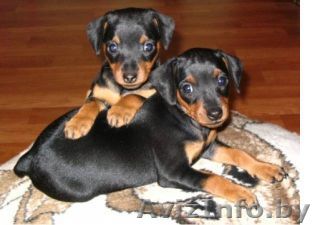 Карликовый пинчер - Изображение #1, Объявление #190569