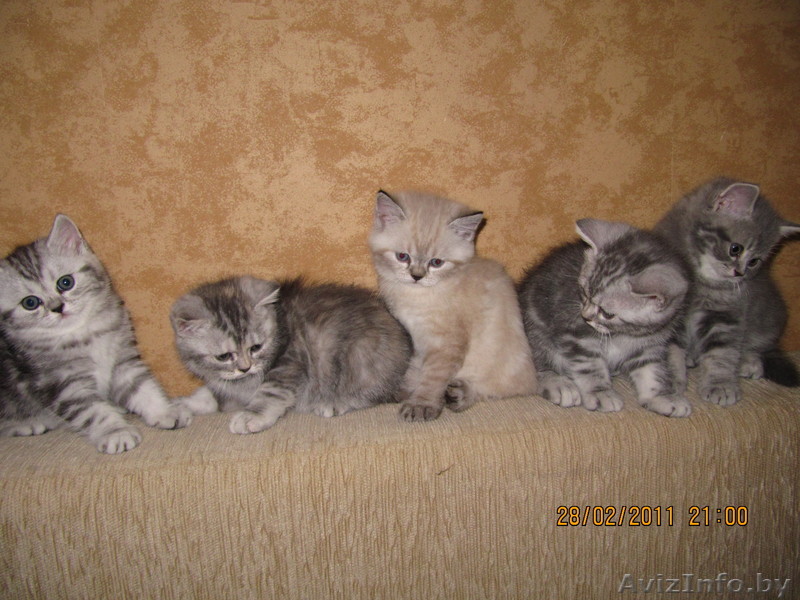 британцы с документами - Изображение #1, Объявление #185078