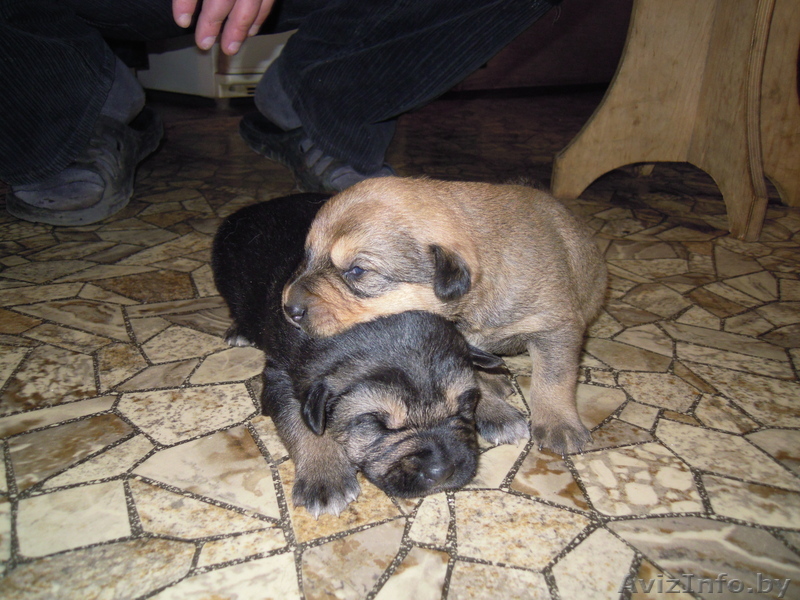 Отдам щенка бельгийской овчарки в хорошие руки,мальчик - Изображение #1, Объявление #248071