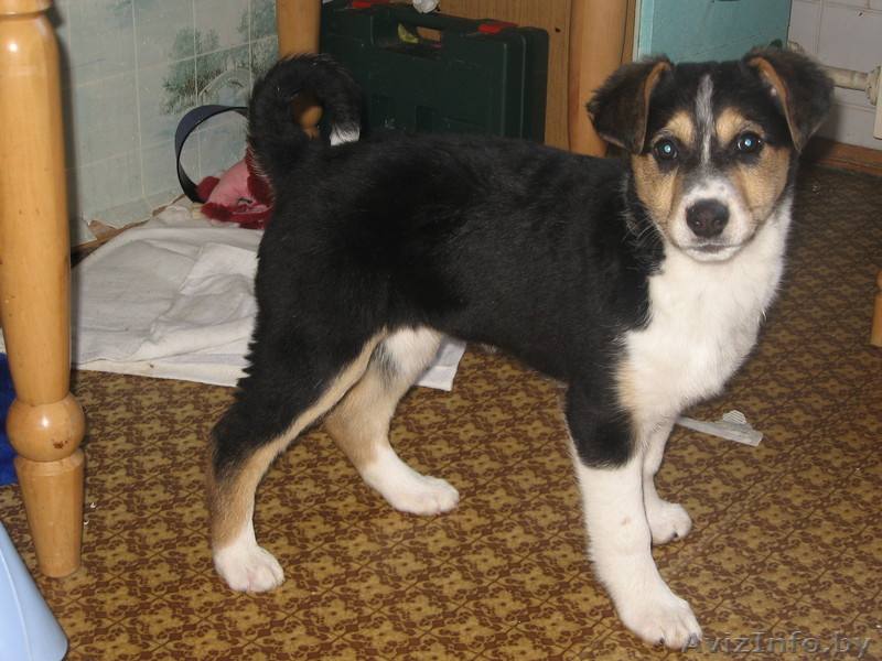 Зена - музыкальный щенок! Ищет новый дом! - Изображение #1, Объявление #233602