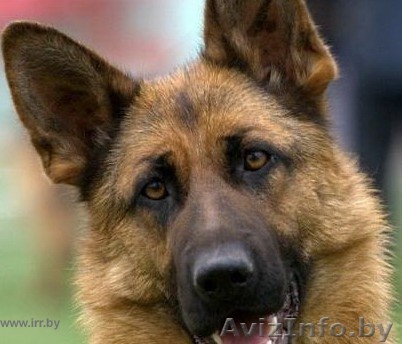 Дрессировка собак любых пород с выездом на дом  в Могилеве - Изображение #1, Объявление #255577