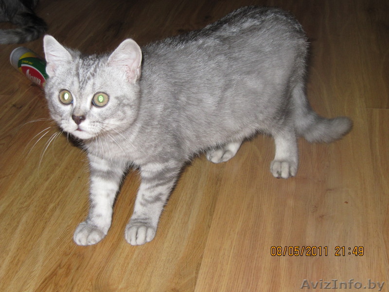 кот ищет хозяина - Изображение #1, Объявление #259398