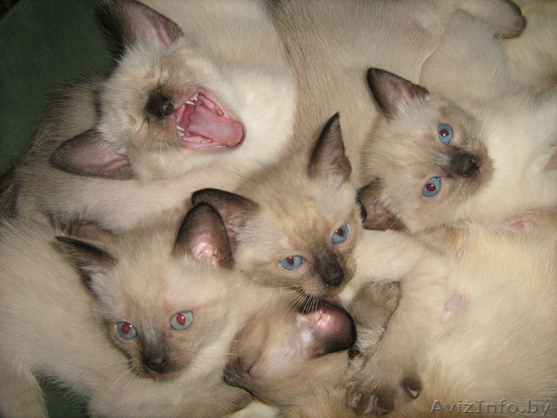 сиамские котята - Изображение #1, Объявление #294184