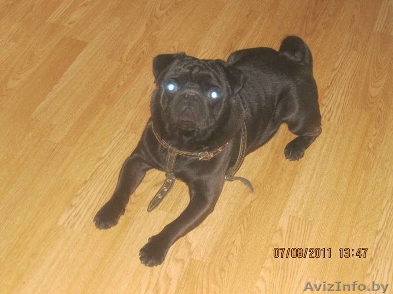 МОПС ИЩЕТ ПОДРУГУ ДЛЯ ВЯЗКИ - Изображение #1, Объявление #344871