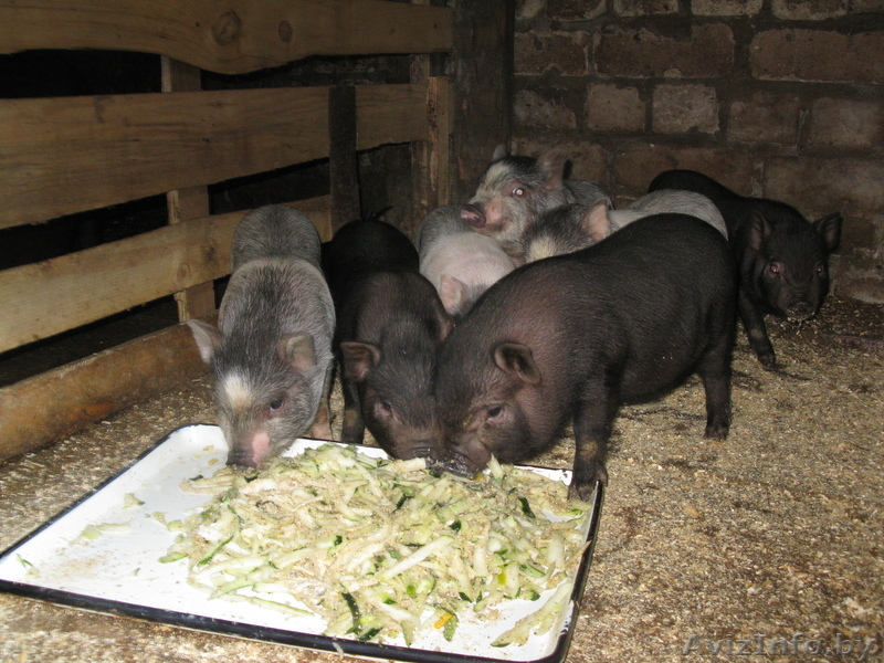 Продам поросят вьетнамской пароды вислобрюхие (молодняк) - Изображение #1, Объявление #350580