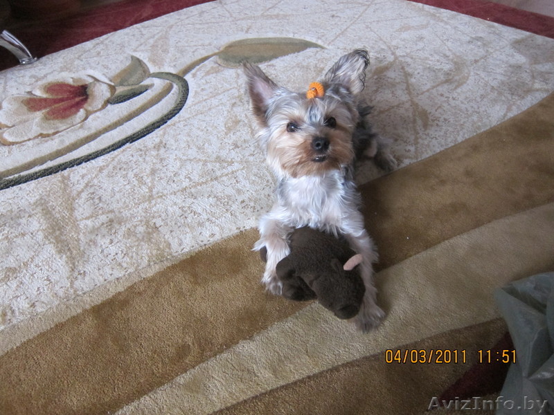 пропала собака, ЙОРКШИРСКИЙ ТЕРЬЕР - Изображение #1, Объявление #358055