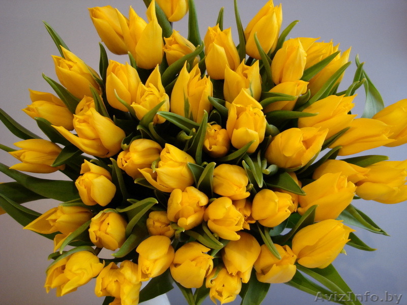 Продам тюльпаны к 8 марта, оптом. - Изображение #1, Объявление #552690