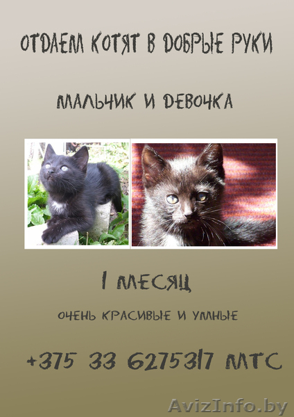 Отдам котят в добрые руки! - Изображение #1, Объявление #678964