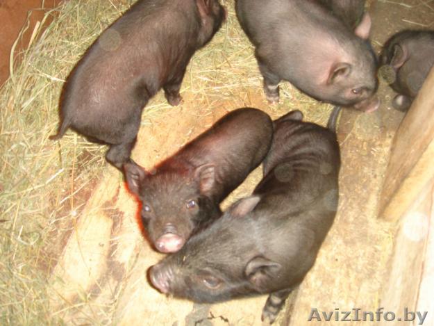 Продам  поросят - Изображение #1, Объявление #705628