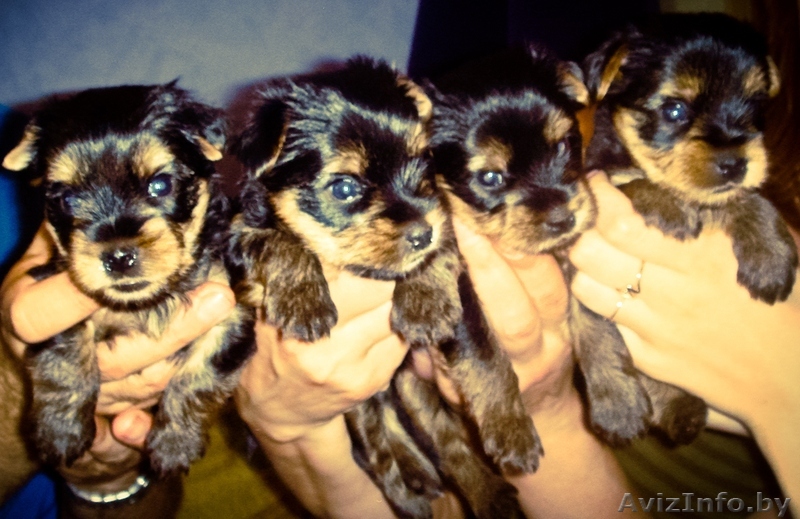 Крошки щеночки йоркширского терьера стандарт - Изображение #1, Объявление #714073