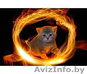 Британские котята ждут вас ! - Изображение #1, Объявление #795563