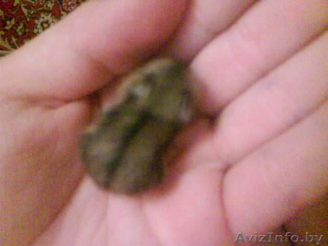 Продам хомячков ( джунгарские ) - Изображение #1, Объявление #796426