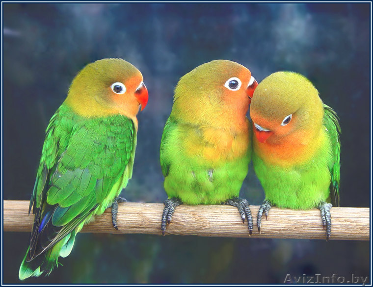 попугай - неразлучник  - Изображение #1, Объявление #805266