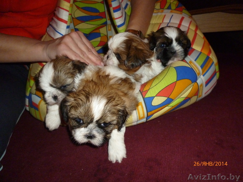 продаю щенков шит-цу - Изображение #1, Объявление #846731