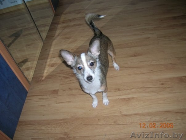 Пропала собака, которую мы очень любим. Пожалуйста помогите ее найти. Мы очень п - Изображение #1, Объявление #852798