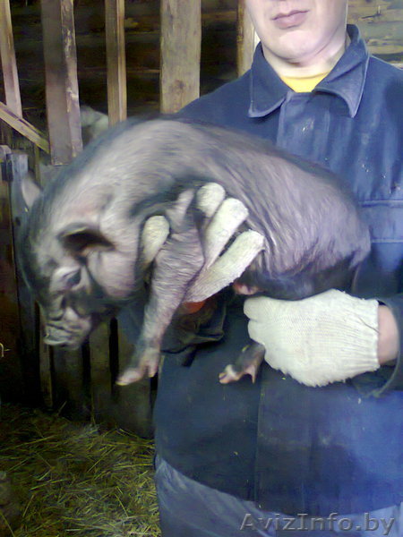 Вьетнамские поросята. - Изображение #1, Объявление #871711