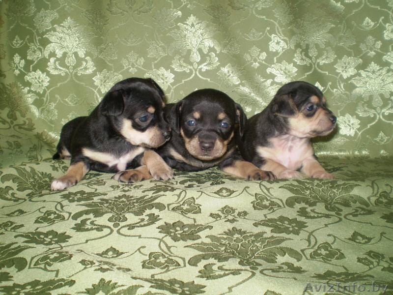 продаются щенки той-терьера  - Изображение #1, Объявление #876070