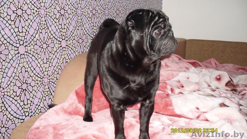 вязка мопсов с родословной - Изображение #1, Объявление #954760