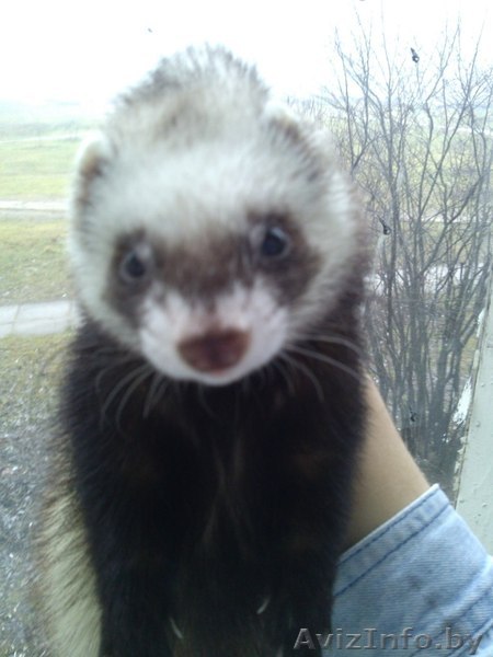 Хорек 5 месяцев - Изображение #1, Объявление #1016012