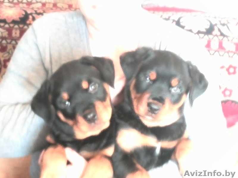 щенки ротвейлера...Тел-80298418014 - Изображение #1, Объявление #1035430