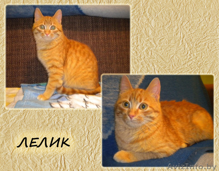 Лелик в добрые руки - Изображение #1, Объявление #1038110