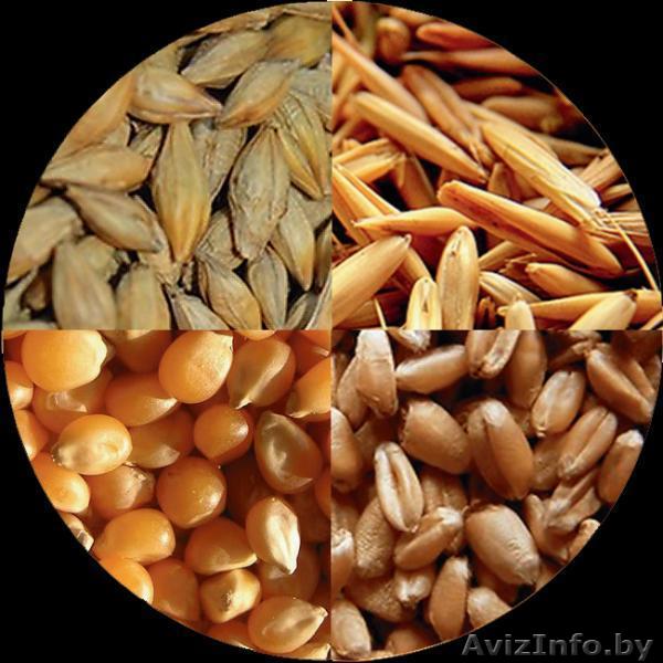 Закупаем на постоянной основе зерно - Изображение #1, Объявление #1079928