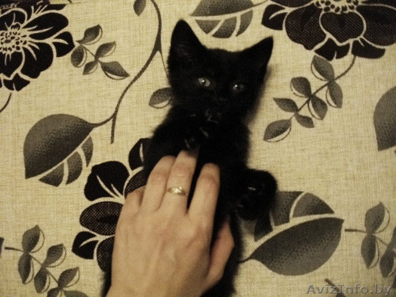 Маленький пушистый негритенок ищет добрые руки! - Изображение #1, Объявление #1123596