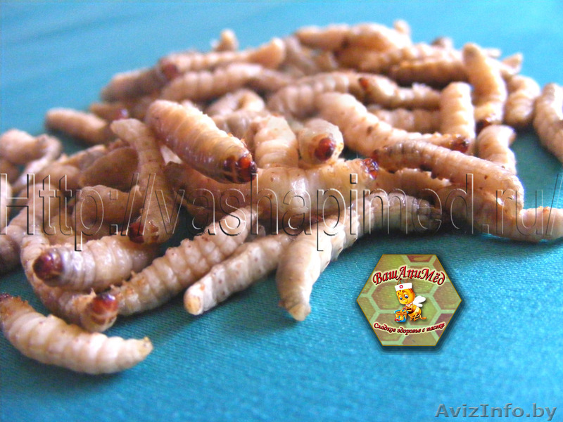 Огневка (личинки восковой моли).  - Изображение #1, Объявление #1197367