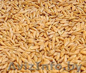 зерно,пшенца,кукуруза,ячмень,овес - Изображение #1, Объявление #1213307