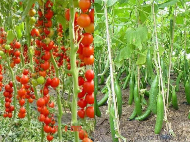 Продам Огурец и Помидор - Изображение #1, Объявление #1222342