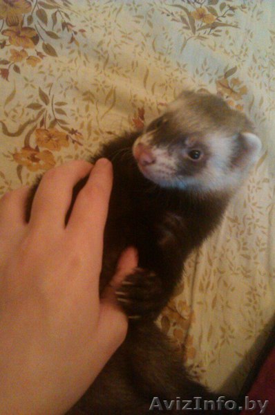 Продаётся хорёк - Изображение #1, Объявление #1338027