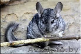 шиншилла мальчик с клеткой - Изображение #1, Объявление #1355222