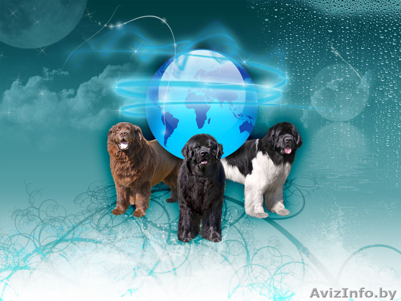 Великолепные щенки ньюфаундленда - Изображение #1, Объявление #1373322